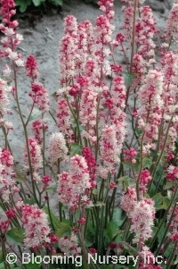 Heucherella 'Cranberry Ice'